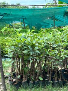 Red Sandalwood Plant