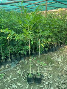 Agarwood Plant