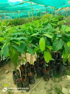 Avocado Plant
