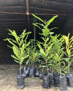 Macadamia Plant