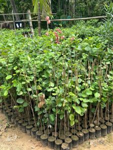 Red Sandalwood Plant