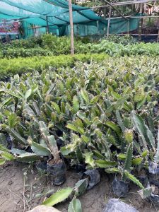 Dragon Fruit Plant