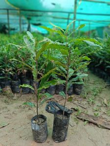 Macadamia Plant