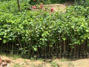 Red Sandalwood Plant