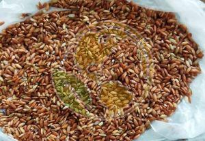 Unpolished Organic Red Rice