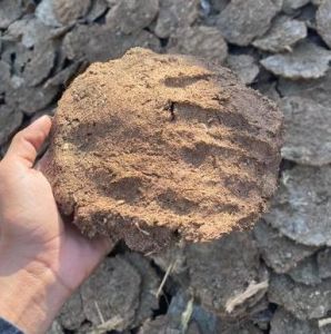 Cow Dung Cake