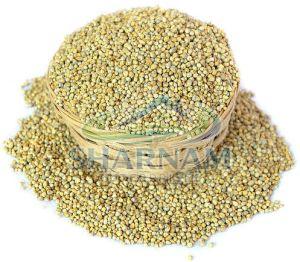 Pearl Millet Seeds
