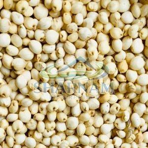 Sorghum Millet Seeds