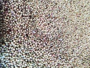 Sorghum Seeds