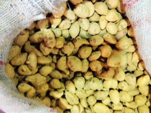 Whole Turmeric Bulb