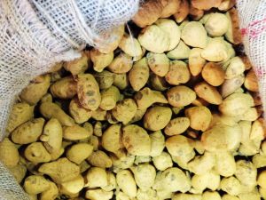 Whole Turmeric Bulb