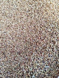 Sorghum Seeds