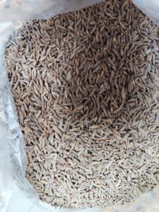 Cumin Seeds