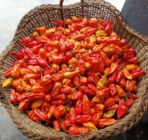 Dried Naga Chilli