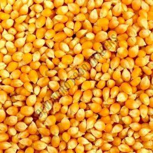 A Grade Dry Yellow Corn