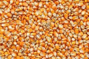 Dry Maize Seed