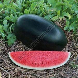 Fresh Melody Watermelon