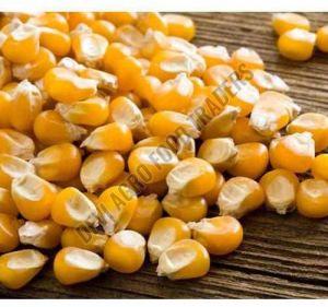 Indian Yellow Dry Corn