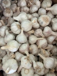 Fresh Garlic