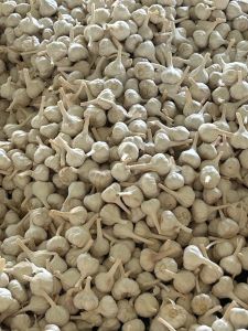 Fresh Garlic