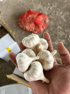 Fresh Garlic