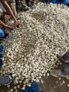 Fresh Garlic