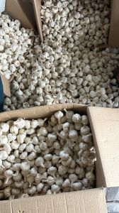 Fresh Garlic
