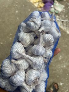 Fresh Garlic