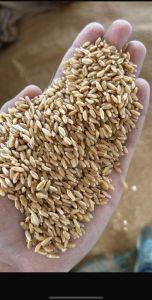 Wheat Grain