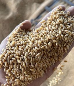 Wheat Grain