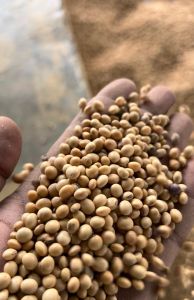Soyabean Seeds