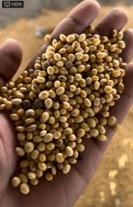Soyabean Seeds