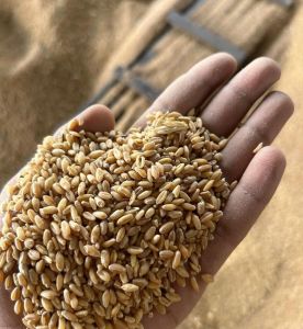 Wheat Grain