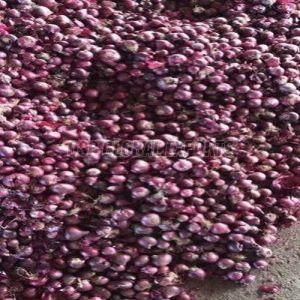 Fresh Rose Onion