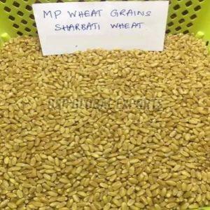 MP Sharbati Wheat