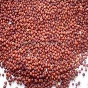 Natural Ragi Seeds