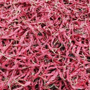 Syngenta 5531 Dried Red Chilli