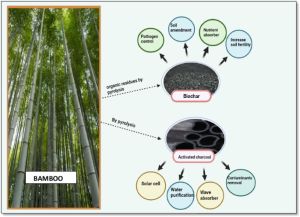 Bamboo Biochar