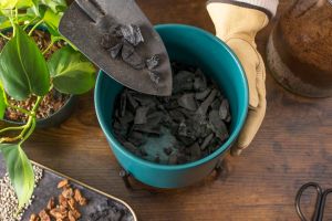 Bamboo Biochar