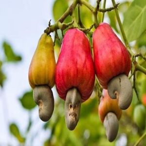 Raw Cashew Nuts