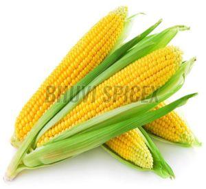 Fresh Yellow Sweet Corn