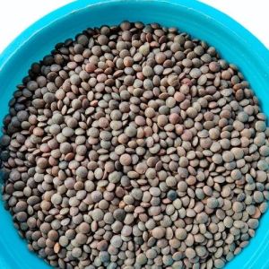 Black Masoor Dal