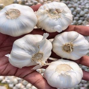 Fresh Garlic