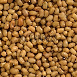 A Grade Moth Beans