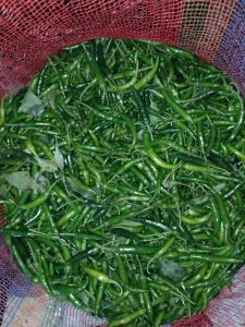 Fresh Green Chilli