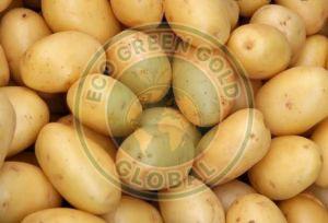 Brown Fresh Kufri Jyoti Potato
