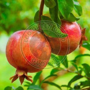 Fresh Red Pomegranate