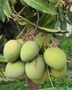 Natural Banginapalli Mango