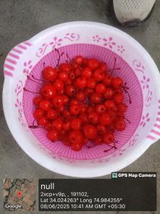 Red Cherries with Stem