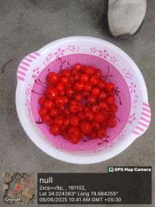 Red Cherries with Stem